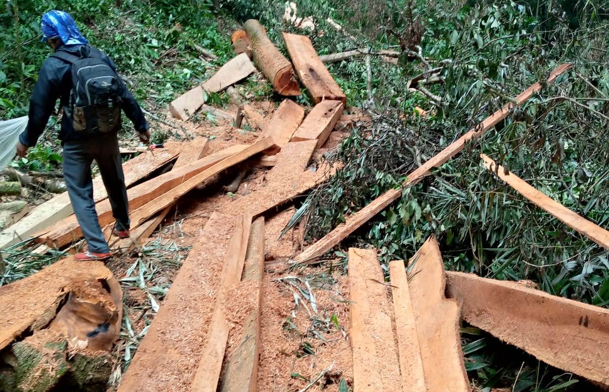 nagari talang gerebek illegal logging