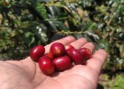 Kopi Kayu Aro, Kopi Konservasi Solok