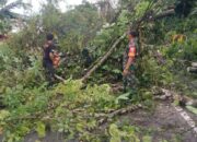 Curah Hujan Tinggi di Tapan Pessel Tumbangkan Pohon dan Tiang Listrik
