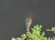 Buaya Muncul di Sungai Belakang PT Incasi Raya Pessel, Diduga Siap Makan Korban yang Hilang Saat Mencari Sayur Kangkung 