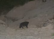 Beruang Berkeliaran, Petani Nagari Tanjung Alam Dharmasraya Mulai Resah