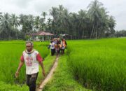 Tiga Orang Pemetik Buah Kelapa di Kabupaten Solok Tertimpa Pohon, Satu Orang Tewas