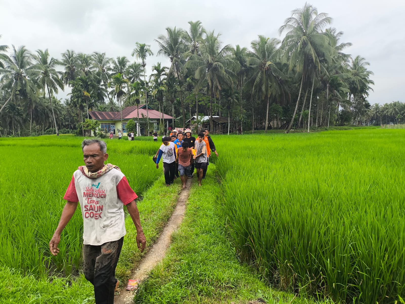 tiga orang solok tertimpa pohon kelapa