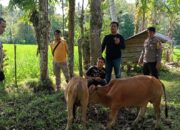 Empat Terduga Pelaku Pencurian Sapi Ditangkap Polsek Linggo Sari Baganti