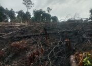 Warga Singkulan Laporkan IL ke Polres Pessel atas Dugaan Perusakan Hutan Ulayat