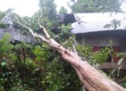 Rumah Warga di Pesisir Selatan Rusak Parah Akibat Tertimpa Pohon Tumbang