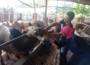 Sebanyak 2.132 Hewan Kurban di Kota Padang Sudah Diperiksa