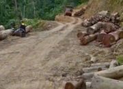 Polres Pesisir Selatan Telusuri Dugaan Pembalakan di Perbatasan Solok–Pessel, Ini Hasil Penyelidikannya