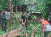 Hujan Lebat Disertai Angin Kencang, Pohon Tumbang Timpa Rumah di Pesisir Selatan