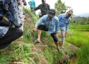 Bupati Solok Jon Firman Pandu Turun ke Sawah Membasmi Tikus