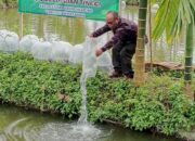 BUMNag Durti Saiyo Tebar 25 Ribu Bibit Ikan Nila