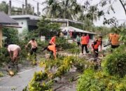 Cuaca Ekstrem, BPBD Pesisir Selatan Evakuasi Pohon Tumbang di Kincir Salido