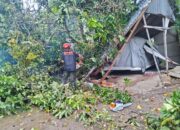 Diterjang Angin Kencang, Pohon Rambutan Raksasa Tumbang Timpa Warung dan Mobil di Padang, Pemilik Warung Alami Luka