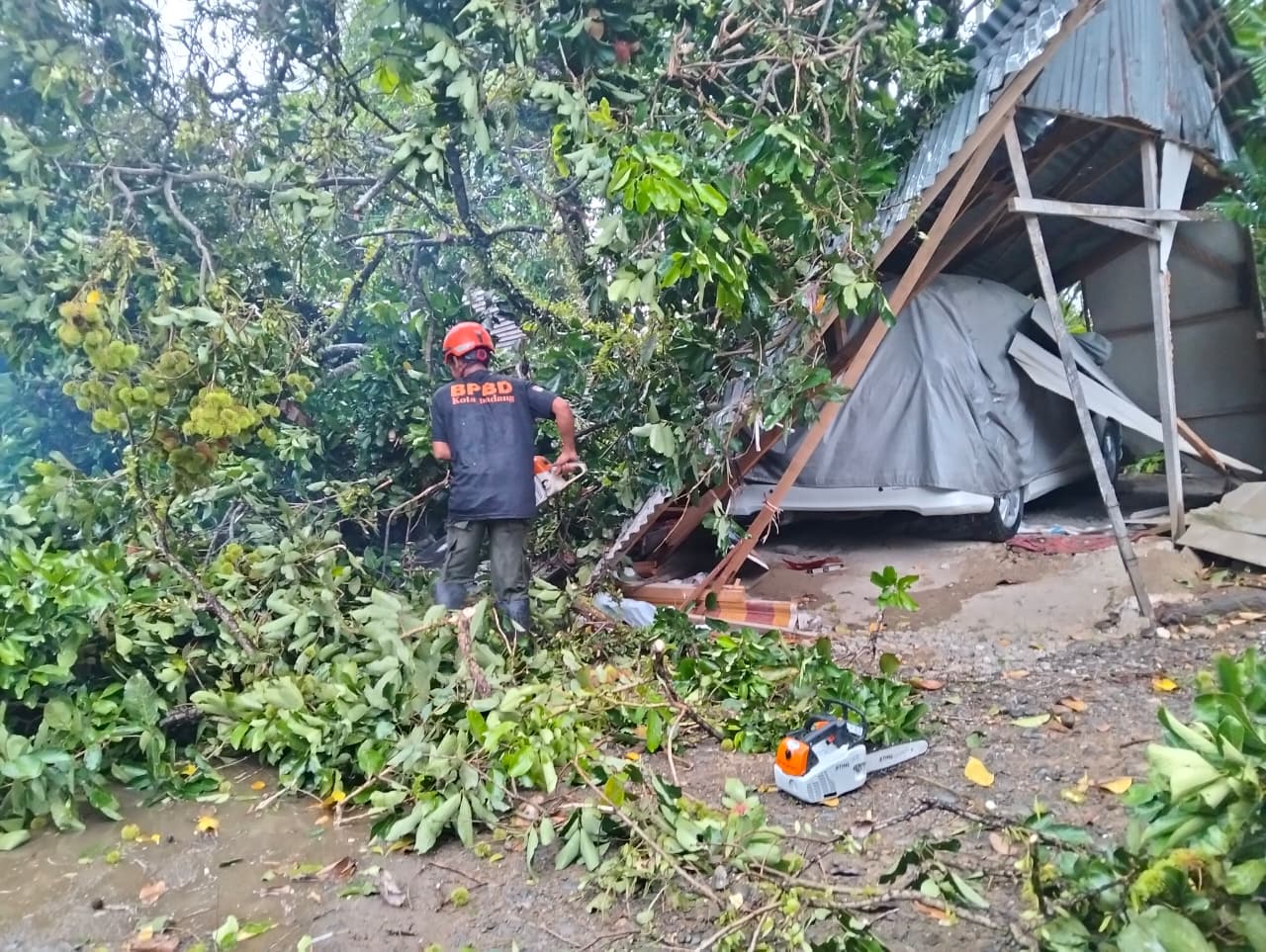 Diterjang Angin Kencang, Pohon Rambutan Raksasa Tumbang Timpa Warung dan Mobil di Padang, Pemilik Warung Alami Luka