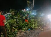 Diterjang Hujan dan Angin Kencang, Pohon Sukun Raksasa Tumbang Timpa Kabel Telkom dan Lumpuhkan Jalan Raya Pagang