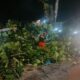 Diterjang Hujan dan Angin Kencang, Pohon Sukun Raksasa Tumbang Timpa Kabel Telkom dan Lumpuhkan Jalan Raya Pagang