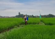 Harga Pupuk Bersubsidi Turun, Pengawasan Diperketat