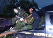 Hujan Deras Disertai Angin Kencang, Pohon Kedondong Raksasa Tumbang Timpa Rumah dan Dua Mobil di Padang