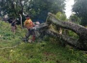 Hujan Deras Disertai Angin Kencang, Pohon di Padang Utara Tumbang: Kabel Listrik Putus