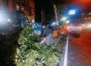 Hujan Deras dan Angin Kencang Lumpuhkan Akses Jalan di Padang, Pohon Moni Tumbang Tutupi Jalur Utama Adinegoro