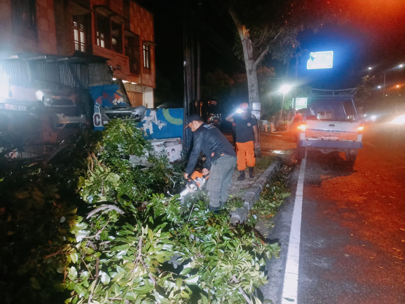 Hujan Deras dan Angin Kencang Lumpuhkan Akses Jalan di Padang, Pohon Moni Tumbang Tutupi Jalur Utama Adinegoro