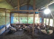 Mahasiswa Kreatif, Sambil Kuliah Juga Beternak Itik