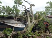 Pohon Tumbang Timpa Bengkel