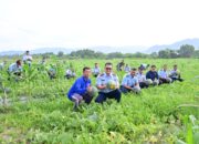 Panen Raya Semangka di Lanud Sutan Sjahrir, Wujud Nyata Dukungan terhadap Ketahanan Pangan Nasional