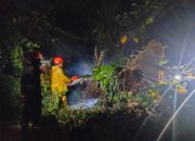 Dua Pohon Raksasa Tumbang dan Hambat Jalan Utama Padang, Akses Lumpuh Total di Malam Hari