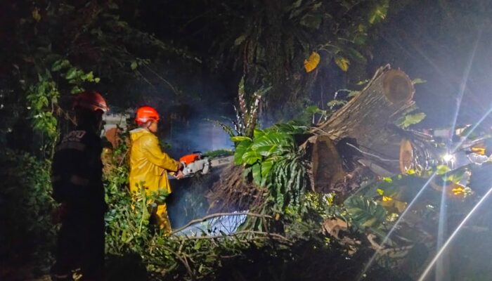 Dua Pohon Raksasa Tumbang dan Hambat Jalan Utama Padang, Akses Lumpuh Total di Malam Hari