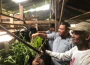 Kambing Etawa Harapan Baru Warga Kampung Padayo
