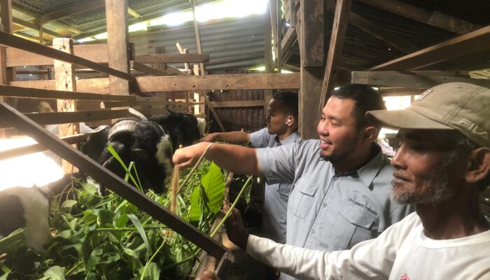 Kambing Etawa Harapan Baru Warga Kampung Padayo