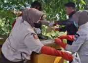 Satpol PP Evakuasi Perempuan Terlantar, Warga Apresiasi Respons Cepat Petugas