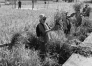 Taluak IV Suku Panen Raya Sawah Pokok Murah
