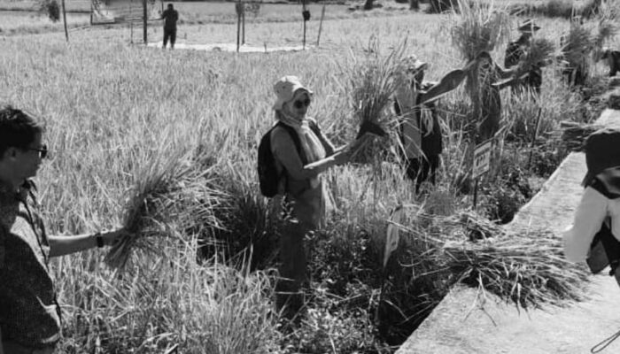 Taluak IV Suku Panen Raya Sawah Pokok Murah