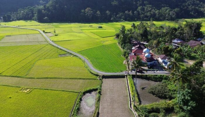Hasil Panen dengan SPM Meningkat di Agam