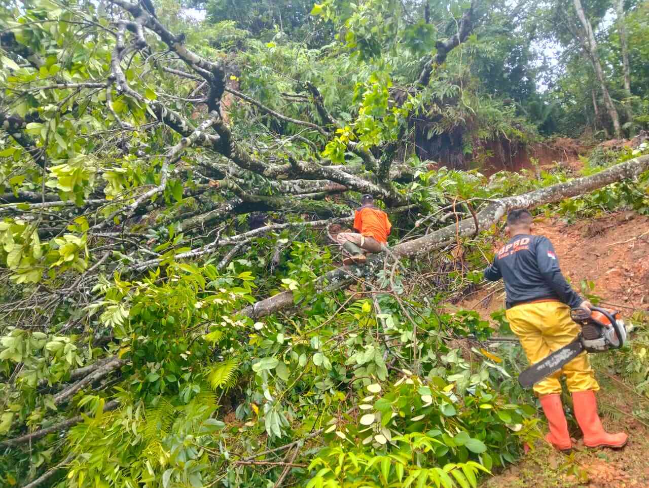 Diterjang Hujan & Angin Kencang, Dua Pohon Timpa Jalan WargaTim BPBD Kerahkan Personel Sejak Pagi