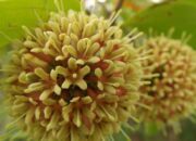 20 Ribu Hektare Lahan Gambir Belum Tergarap