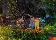 Hujan Deras Disertai Angin Kencang, Pohon Mangga  Roboh di Padang, Akses Jalan Terputus