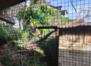 Hujan Dini Hari Robohkan Beringin Raksasa, Timpa Tiga Rumah di Padang Selatan