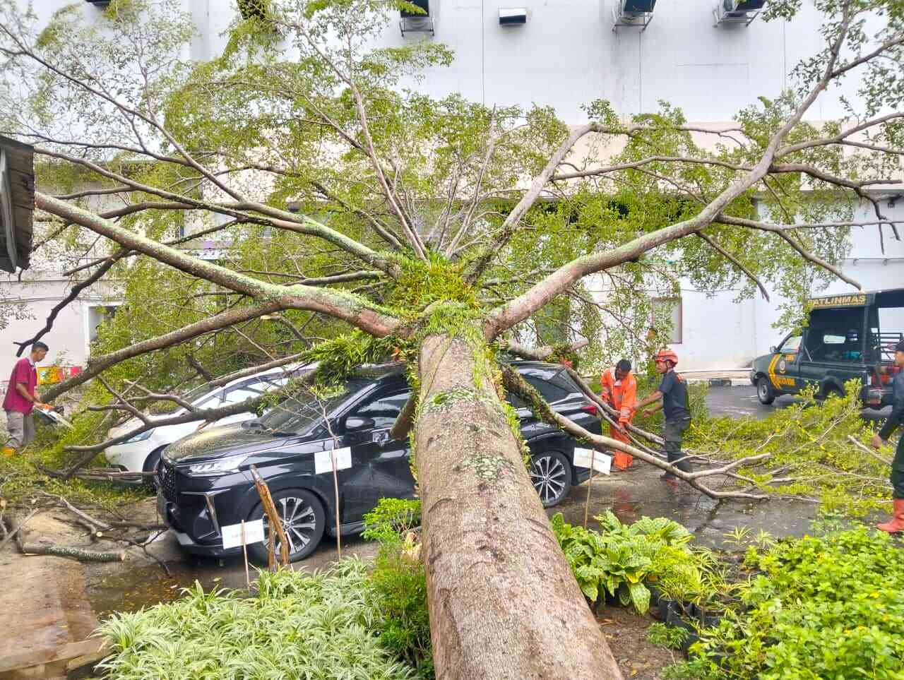 “Hujan Disertai Angin Kencang, Pohon Tumbang Timpa Dua Mobil di Hotel Mercure Padang”