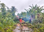 Hujan Disertai Angin Kencang, Pohon Tumbang dan Putuskan Akses Jalan di Padang