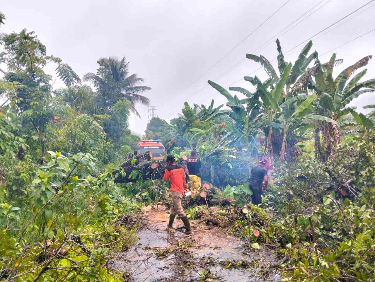 Hujan Disertai Angin Kencang, Pohon Tumbang dan Putuskan Akses Jalan di Padang