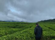 “Kabut Turun, Pesona Naik, Alahan Panjang Makin Bikin Wisatawan ‘Lupa Pulang’”
