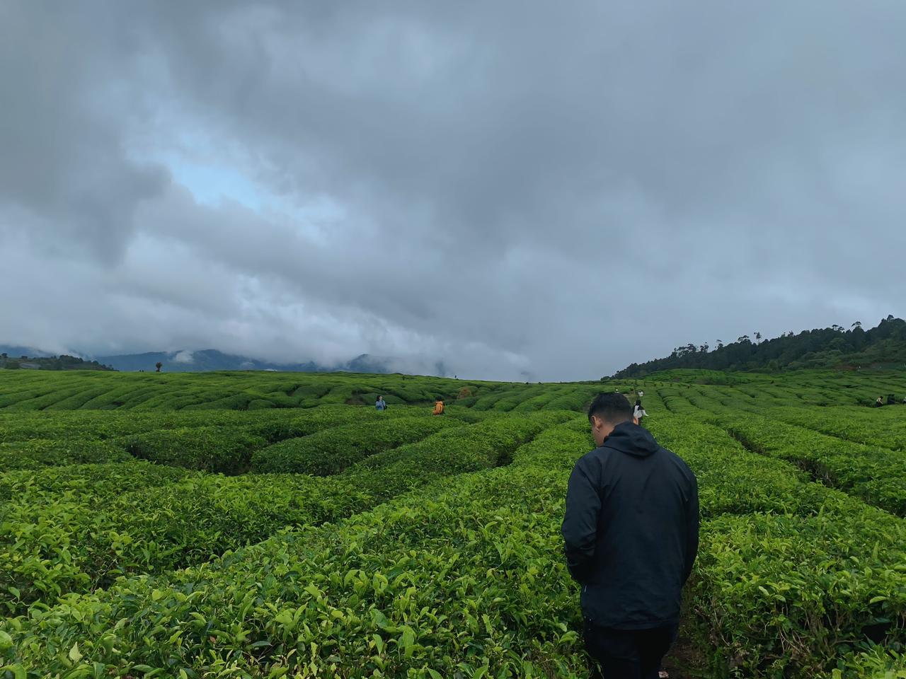 Kabut tipis yang merayap di permukaan danau, udara dingin yang langsung menusuk pori-pori, hingga hamparan hijau perkebunan teh yang seolah tak bertepi