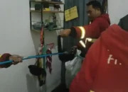 Musang Nyasar Gegerkan Warga Surau Gadang, Damkar Padang Turun Tengah Malam