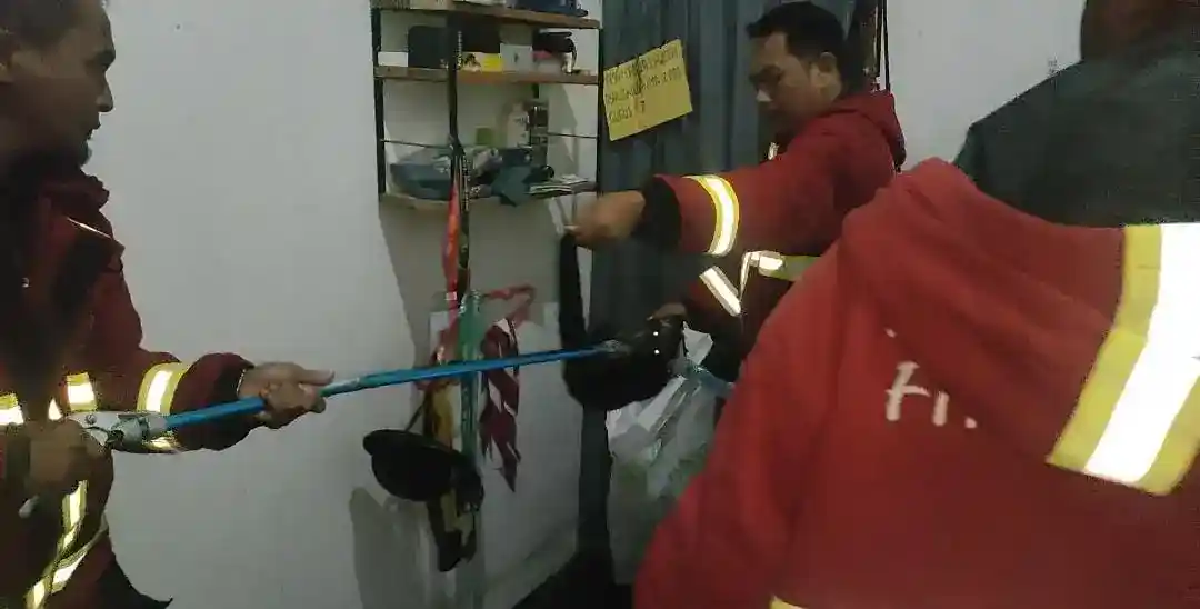 Musang Nyasar Gegerkan Warga Surau Gadang, Damkar Padang Turun Tengah Malam