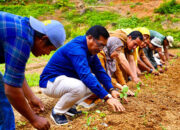 PTBA Bagikan 3.500 Bibit Cabai untuk Kelompok Tani