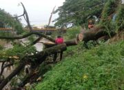 “Hujan Deras, Angin Mengamuk! Pohon Trambesi Roboh dan Blokir Aliran Banjir Kanal Siteba”