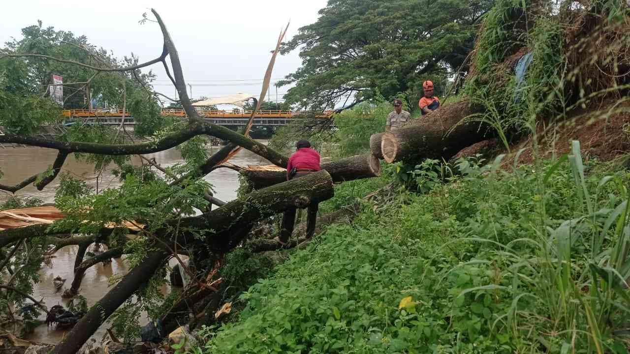 Pohon Trambesi Roboh dan Blokir Aliran Banjir Kanal Siteba